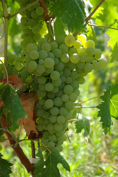 The Italian White Wine Series:  The Vermentino Grape