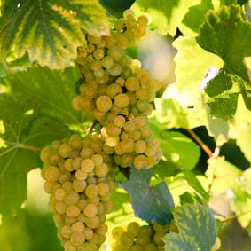 Garganega – But It's Soave By Any Other Name